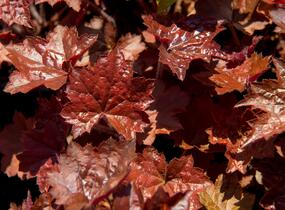 Dlužicha americká 'Palace Purple' - Heuchera americana 'Palace Purple'