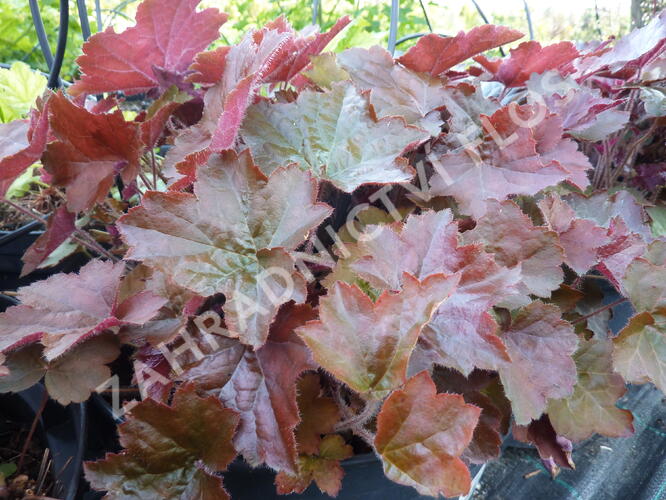 Dlužicha americká 'Palace Purple' - Heuchera americana 'Palace Purple'