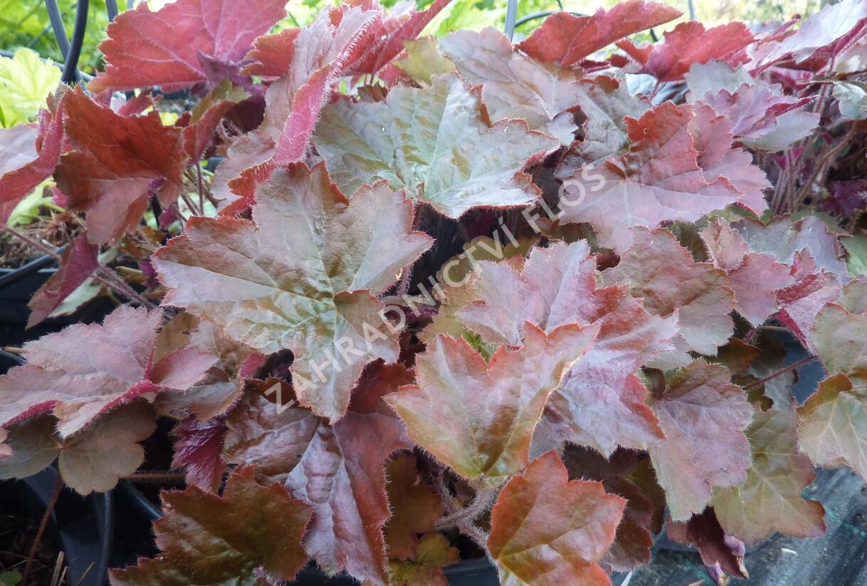 Dlužicha americká 'Palace Purple' - Heuchera americana 'Palace Purple'
