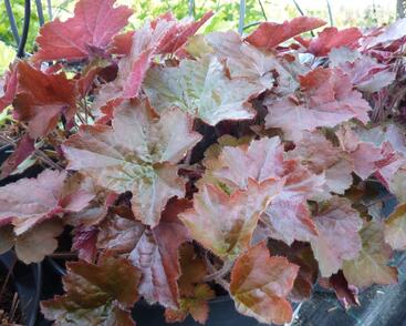 Dlužicha americká 'Palace Purple'