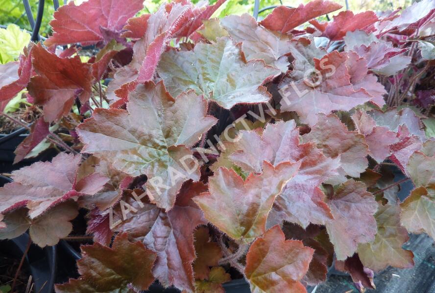 Dlužicha americká 'Palace Purple' - Heuchera americana 'Palace Purple'