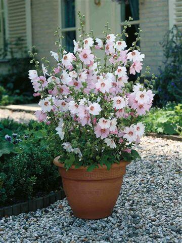 Slézovec 'Barnsley Baby' - Lavatera 'Barnsley Baby'
