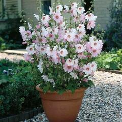 Slézovec 'Barnsley Baby' - Lavatera 'Barnsley Baby'