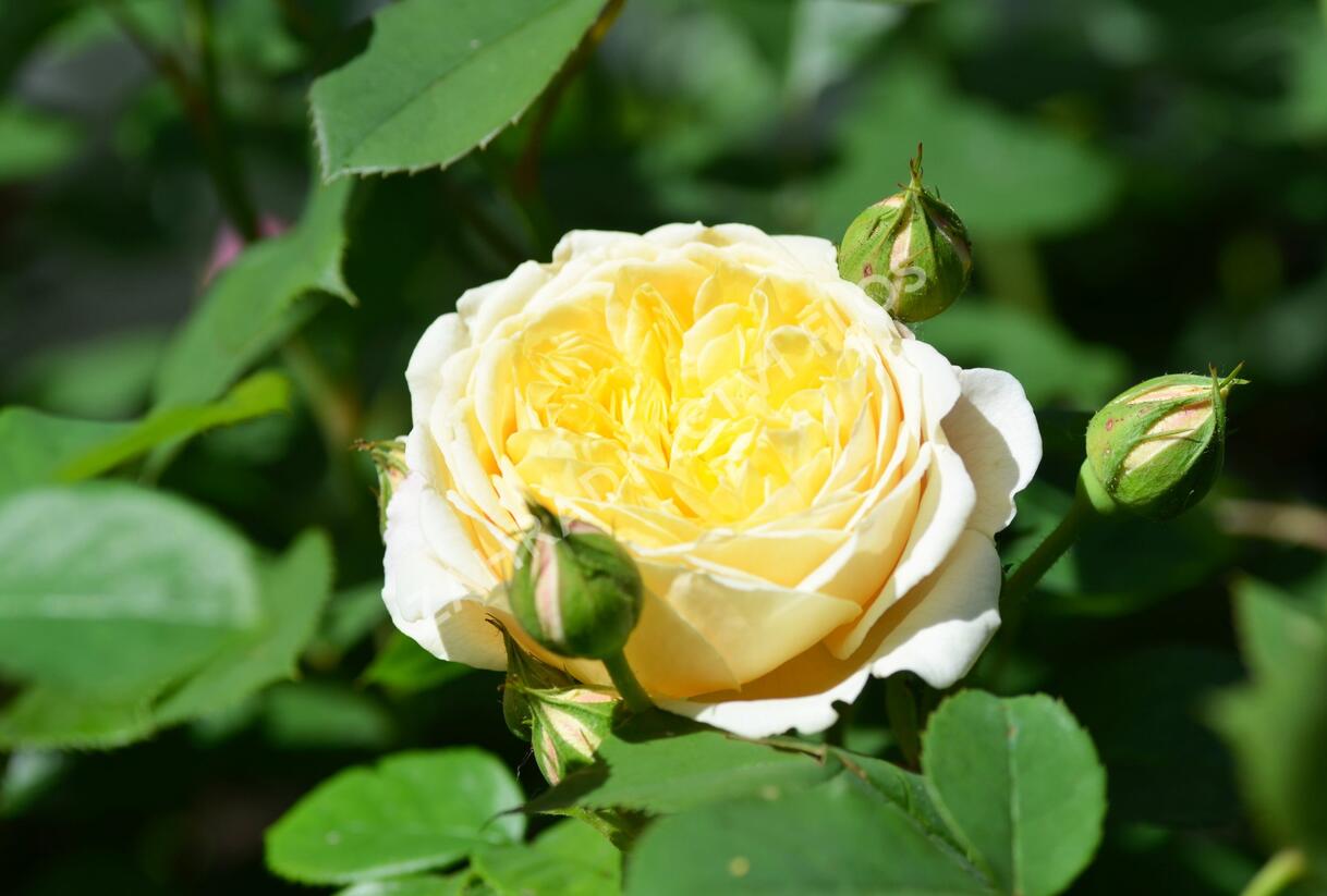 Růže anglická pnoucí David Austin 'Teasing Georgia' - Rosa PN 'Teasing Georgia'