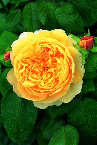 Anglická růže Davida Austina 'Charles Darwin' - Rosa S 'Charles Darwin'