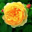 Anglická růže Davida Austina 'Charles Darwin' - Rosa S 'Charles Darwin'