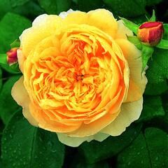 Anglická růže Davida Austina 'Charles Darwin' - Rosa S 'Charles Darwin'