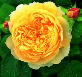 Anglická růže Davida Austina 'Charles Darwin' - Rosa S 'Charles Darwin'