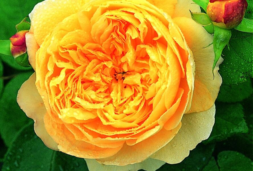Růže anglická David Austin 'Charles Darwin' - Rosa S 'Charles Darwin'