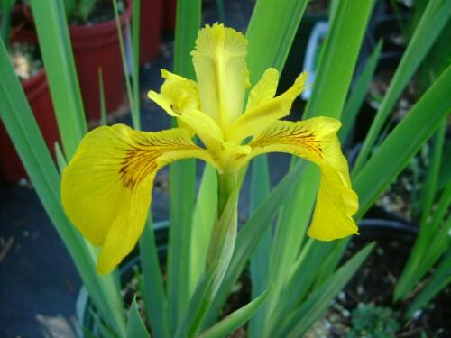 Kosatec žlutý 'Variegata' - Iris pseudacorus 'Variegata'