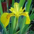 Kosatec žlutý 'Variegata' - Iris pseudacorus 'Variegata'