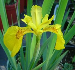 Kosatec žlutý 'Variegata' - Iris pseudacorus 'Variegata'