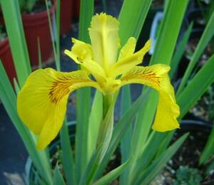 Kosatec žlutý 'Variegata' - Iris pseudacorus 'Variegata'