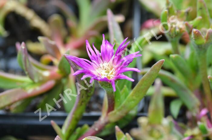 Kosmatec - Delosperma ashtonii