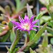 Kosmatec - Delosperma ashtonii