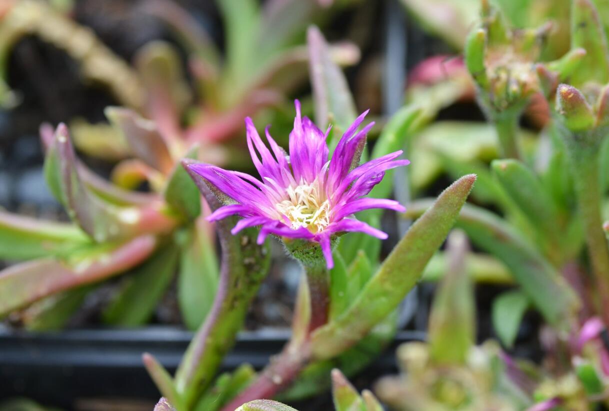 Kosmatec - Delosperma ashtonii