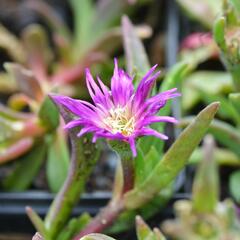 Kosmatec - Delosperma ashtonii