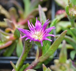 Kosmatec - Delosperma ashtonii