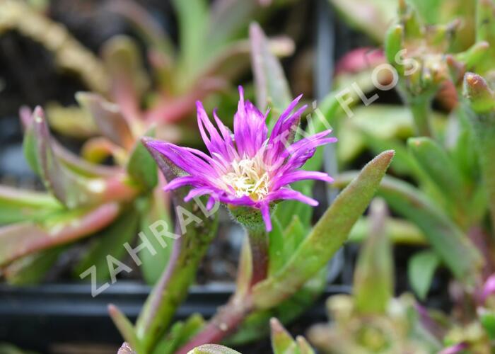 Kosmatec - Delosperma ashtonii