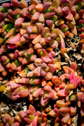 Kosmatec 'Graaf Reinet' - Delosperma 'Graaf Reinet'