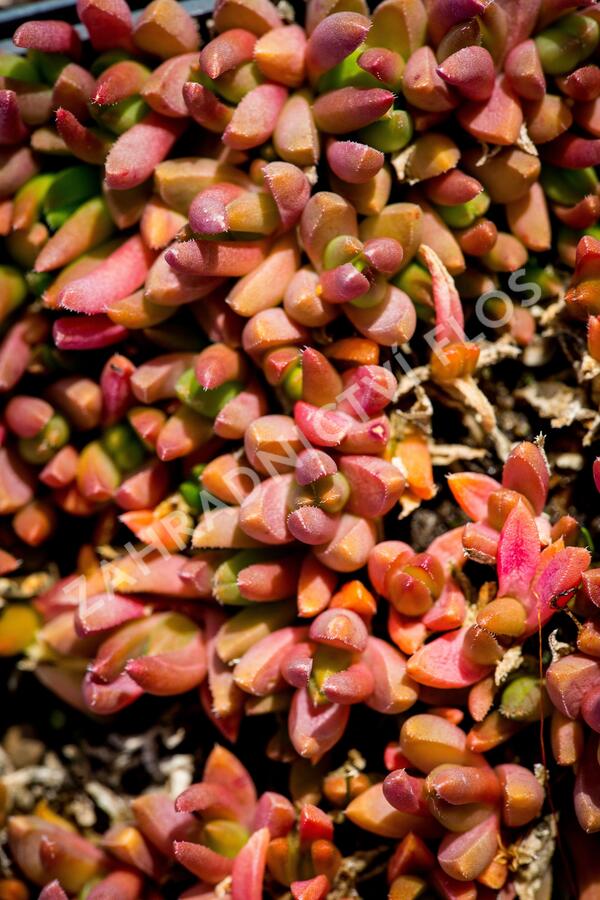 Kosmatec 'Graaf Reinet' - Delosperma 'Graaf Reinet'