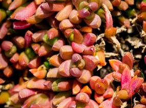 Kosmatec 'Graaf Reinet' - Delosperma 'Graaf Reinet'