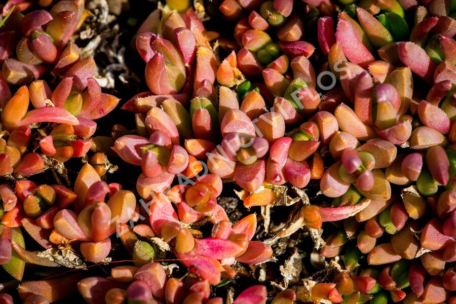 Kosmatec 'Graaf Reinet' - Delosperma 'Graaf Reinet'