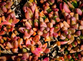Kosmatec 'Graaf Reinet' - Delosperma 'Graaf Reinet'