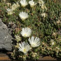 Kosmatec 'Alba' - Delosperma congestum 'Alba'