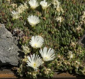 Kosmatec 'Alba' - Delosperma congestum 'Alba'