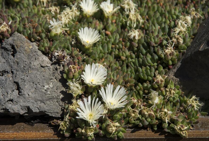 Kosmatec 'Alba' - Delosperma congestum 'Alba'