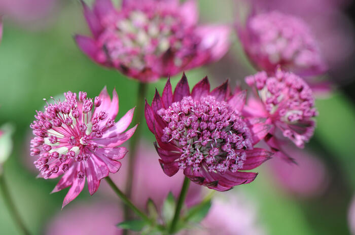 Jarmanka větší 'Claret' - Astrantia major 'Claret'