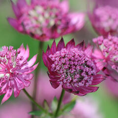 Jarmanka větší 'Claret' - Astrantia major 'Claret'