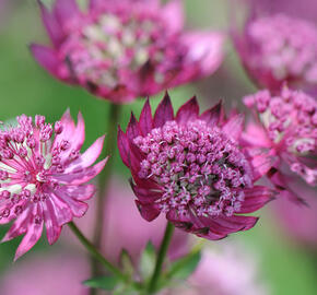 Jarmanka větší 'Claret' - Astrantia major 'Claret'