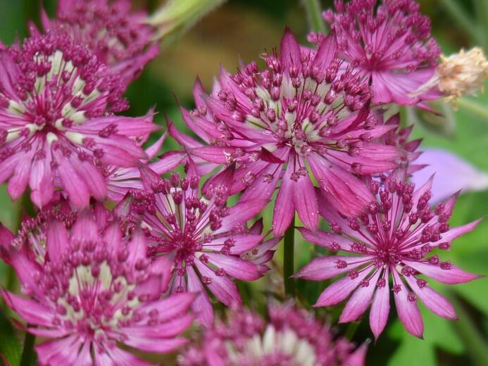 Jarmanka větší 'Claret' - Astrantia major 'Claret'