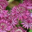 Jarmanka větší 'Claret' - Astrantia major 'Claret'