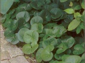Kopytník evropský - Asarum europaeum