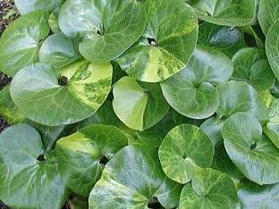 Kopytník evropský - Asarum europaeum