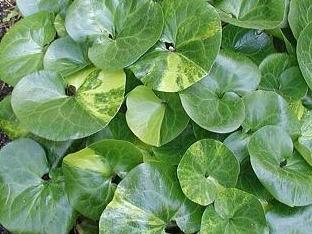Kopytník evropský - Asarum europaeum