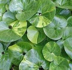 Kopytník evropský - Asarum europaeum