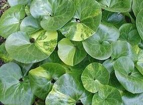 Kopytník evropský - Asarum europaeum