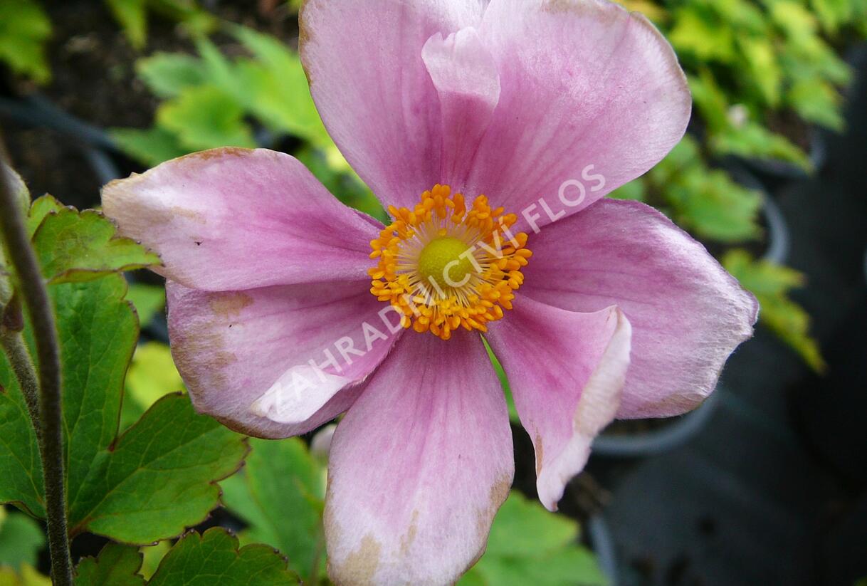 Sasanka hupejská 'Margarete' - Anemone hupehensis 'Margarete'
