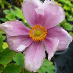 Sasanka japonská 'Margarete' - Anemone hupehensis 'Margarete'