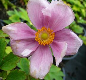 Sasanka japonská 'Margarete' - Anemone hupehensis 'Margarete'