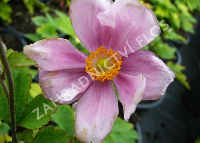 Sasanka japonská 'Margarete' - Anemone japonica 'Margarete'