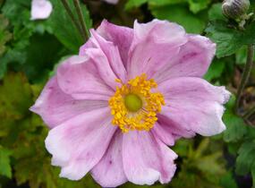 Sasanka hupejská 'Königin Charlotte' - Anemone hupehensis 'Königin Charlotte'