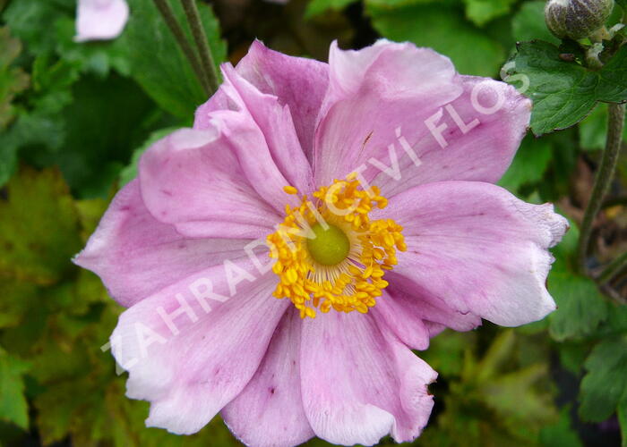 Sasanka japonská 'Königin Charlotte' - Anemone japonica 'Königin Charlotte'