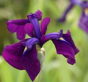 Kosatec mečovitý 'Variegata' - Iris ensata 'Variegata'