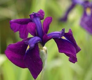 Kosatec mečovitý 'Variegata' - Iris ensata 'Variegata'