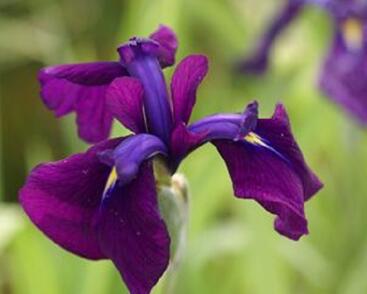 Kosatec mečovitý 'Variegata'